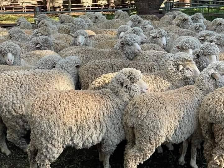 Livestock for sell for sale in Kimberley
