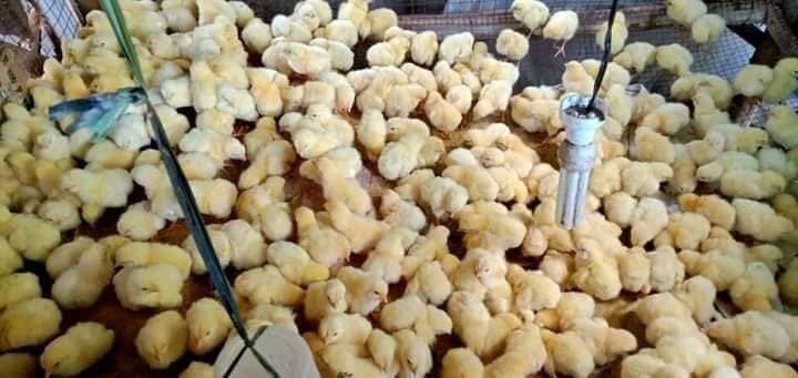Cattle,Goat,Sheep for sell   for sale in Kimberley